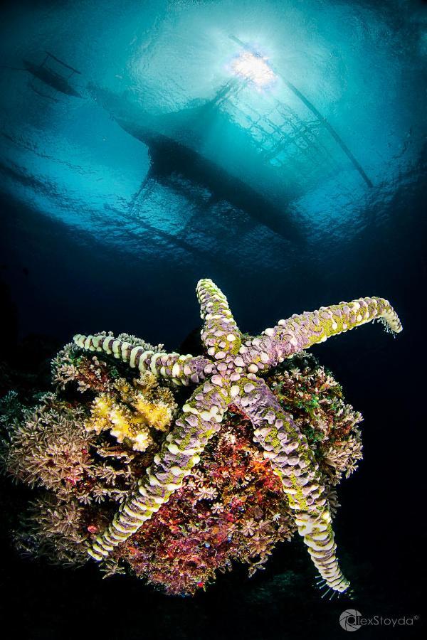 Mahi Mahi Dive Resort Zamboanguita  Экстерьер фото